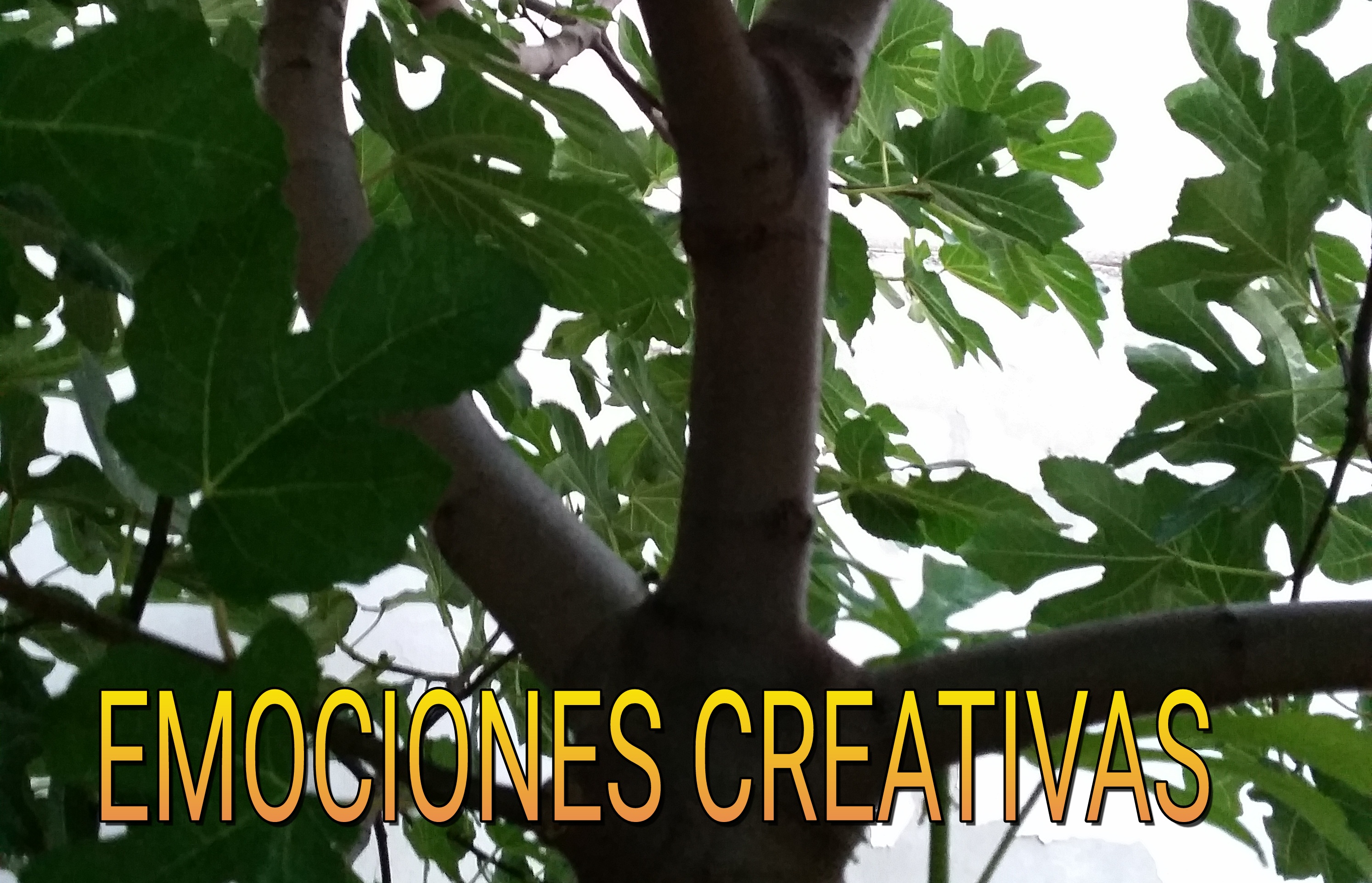 EMOCIONES CREATIVAS