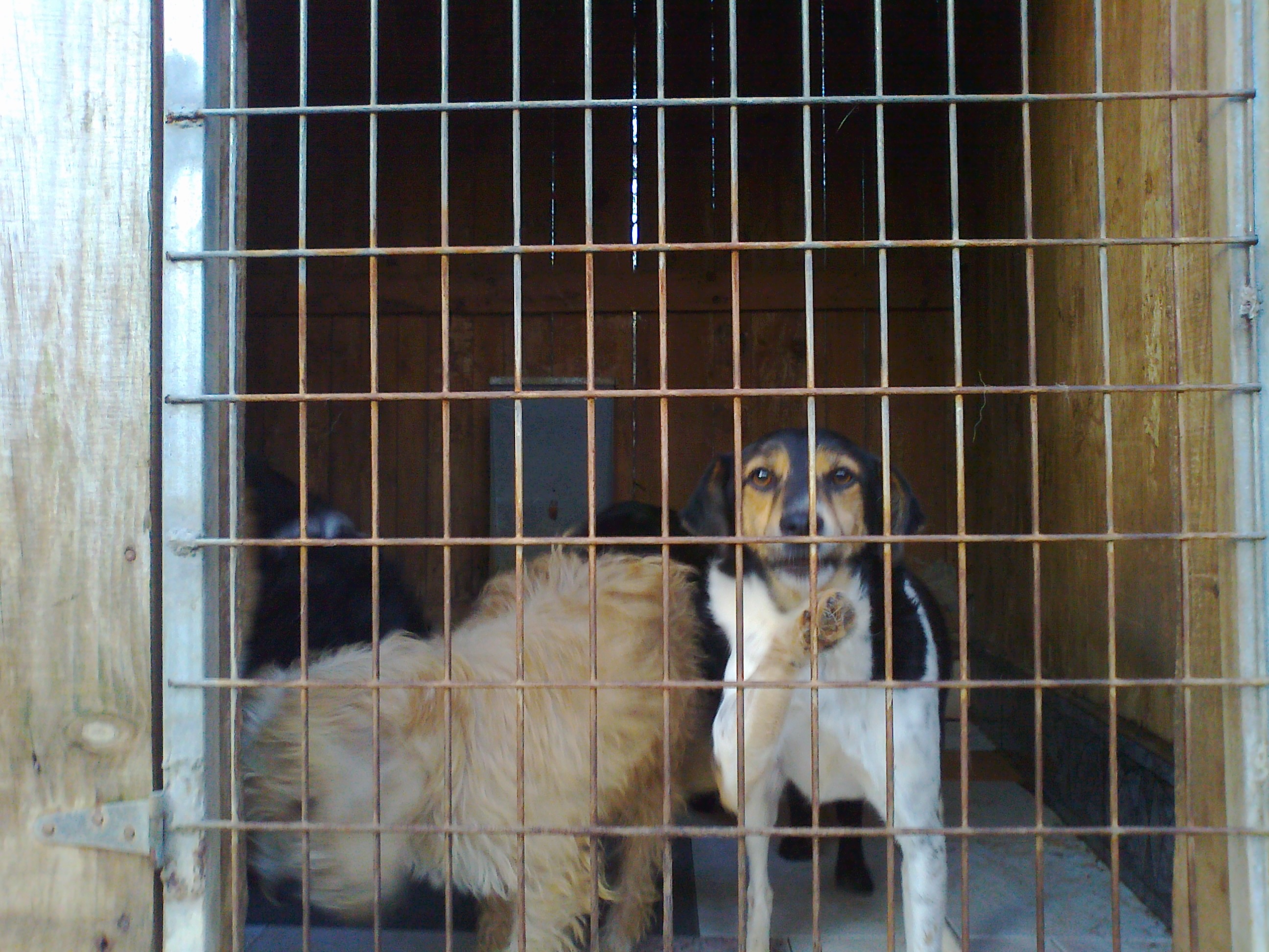 PROYECTO ETWINNING: SOS ANIMALS