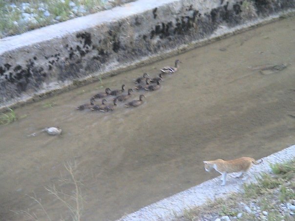 Proyecto Scratch para 4º de ESO en Física y Química.