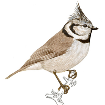 Proyecto FC: "Conoce el mundo de las aves"