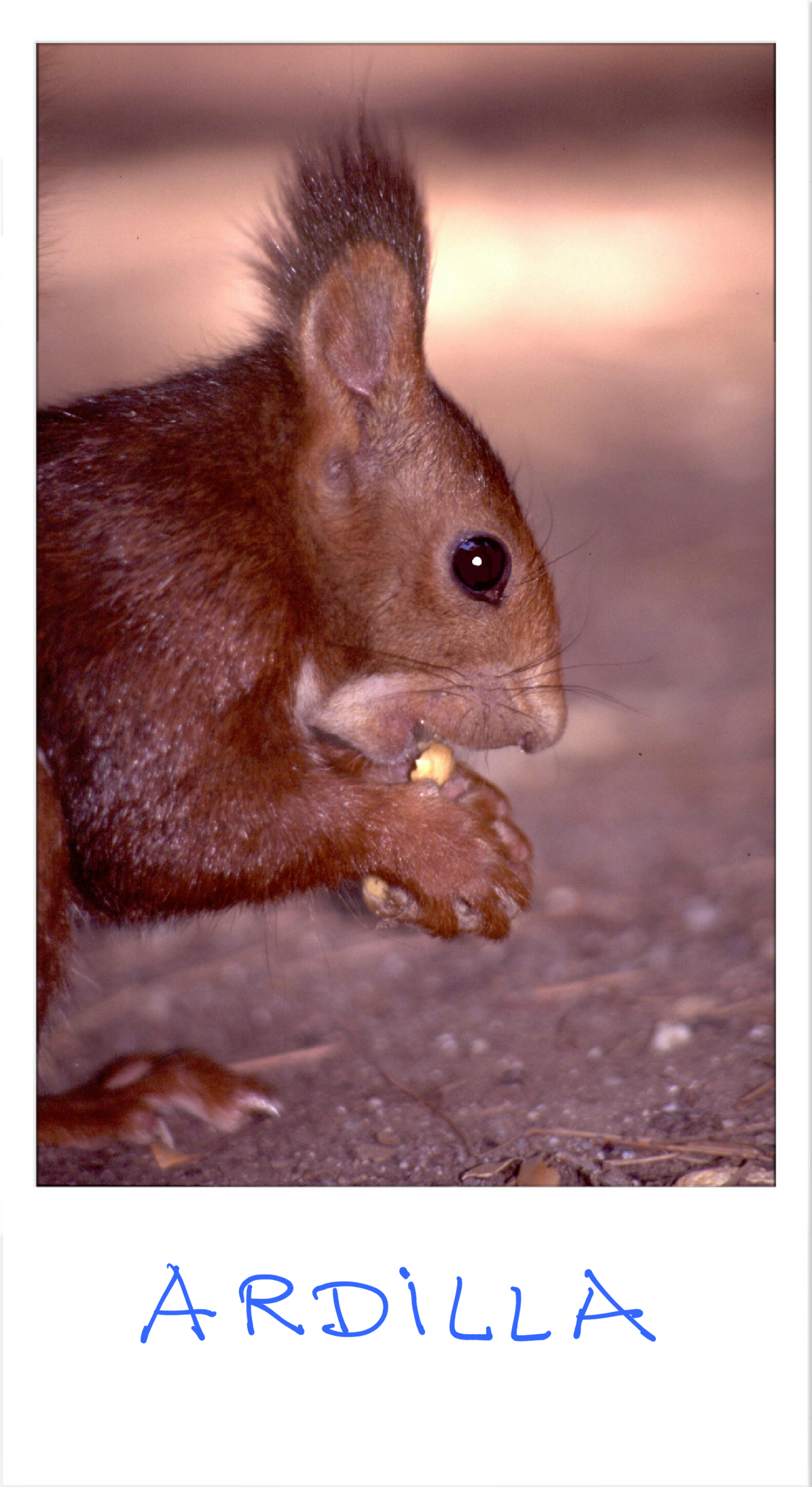 Actividad sencillita con imágenes