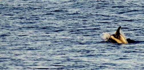 Recursos para Educación Ambiental