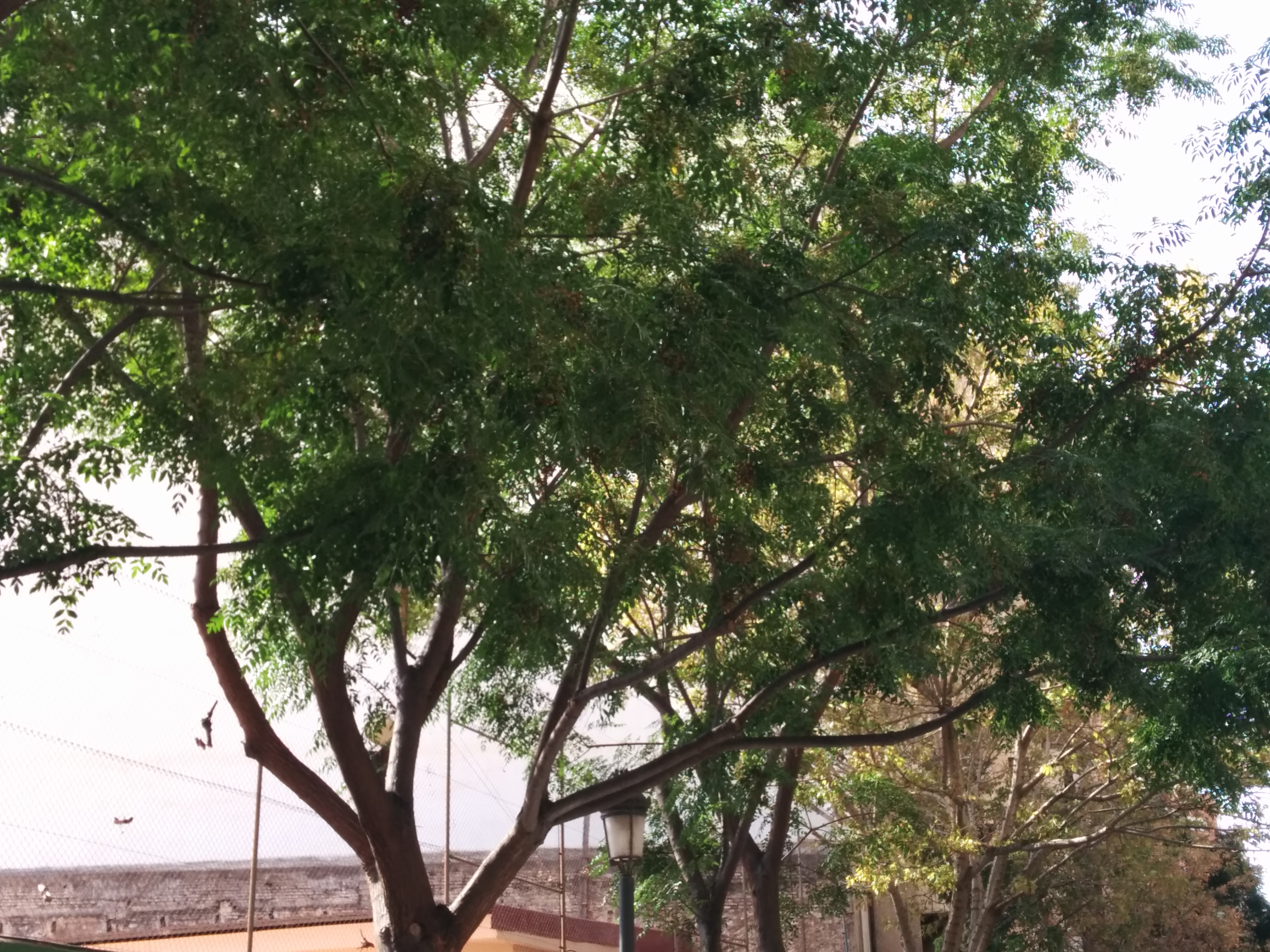 Presentación del proyecto "Los árboles del entorno del Colegio"_ BG_ 1º ESO