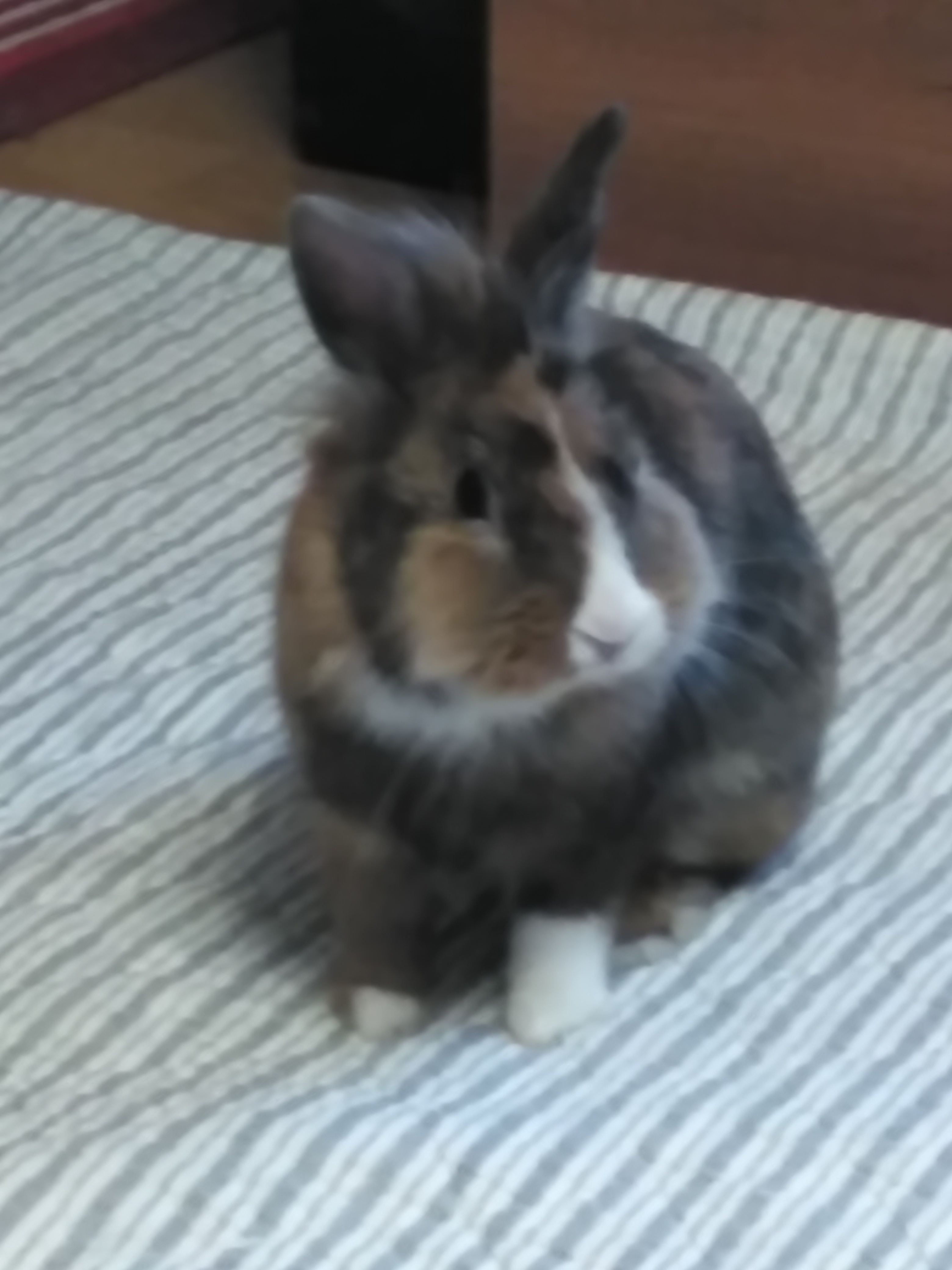 FLIPPED CLASSROOM. Mª TERESA CAMPO