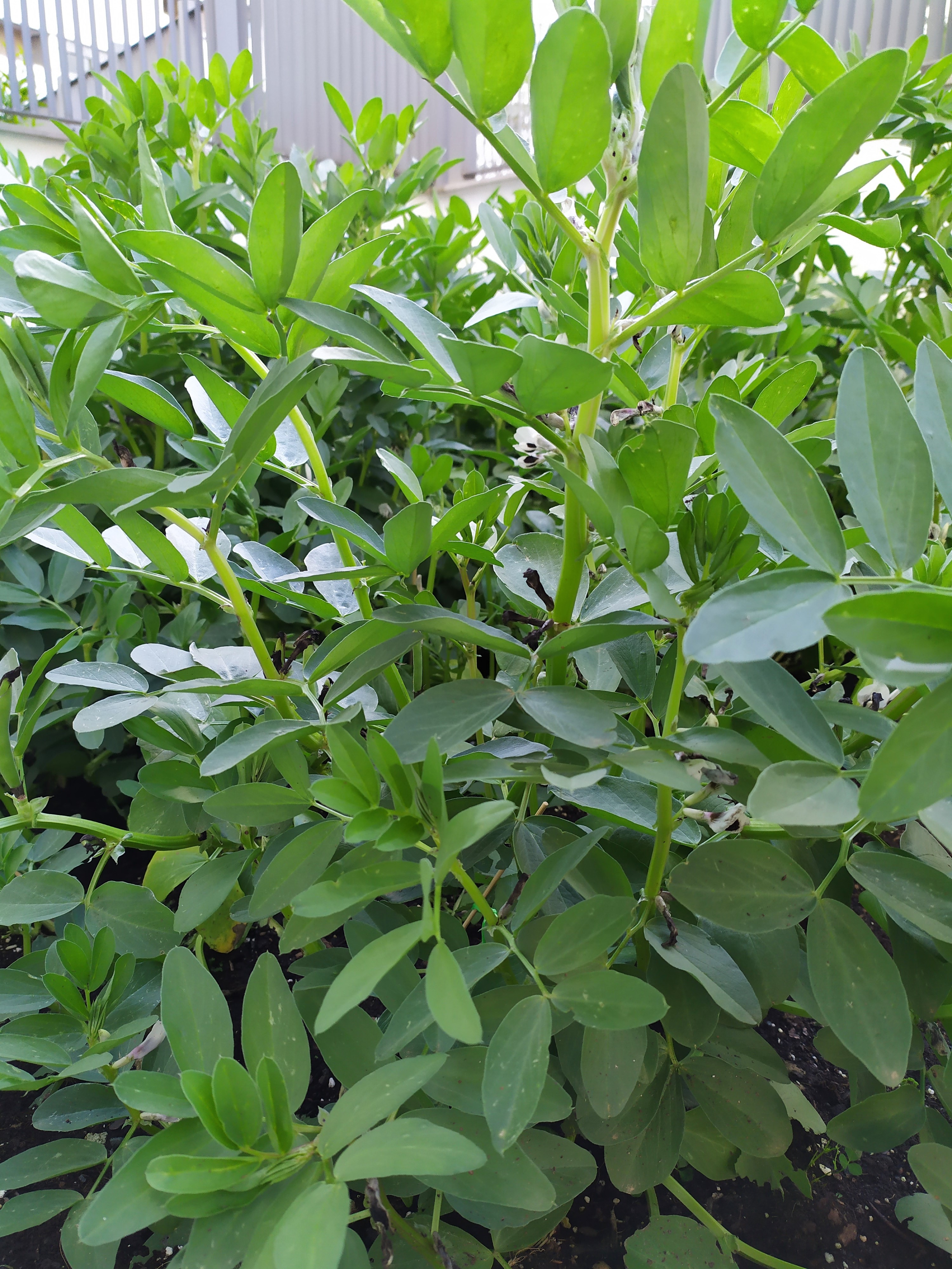 El haba de la Vega de Granada en el cole