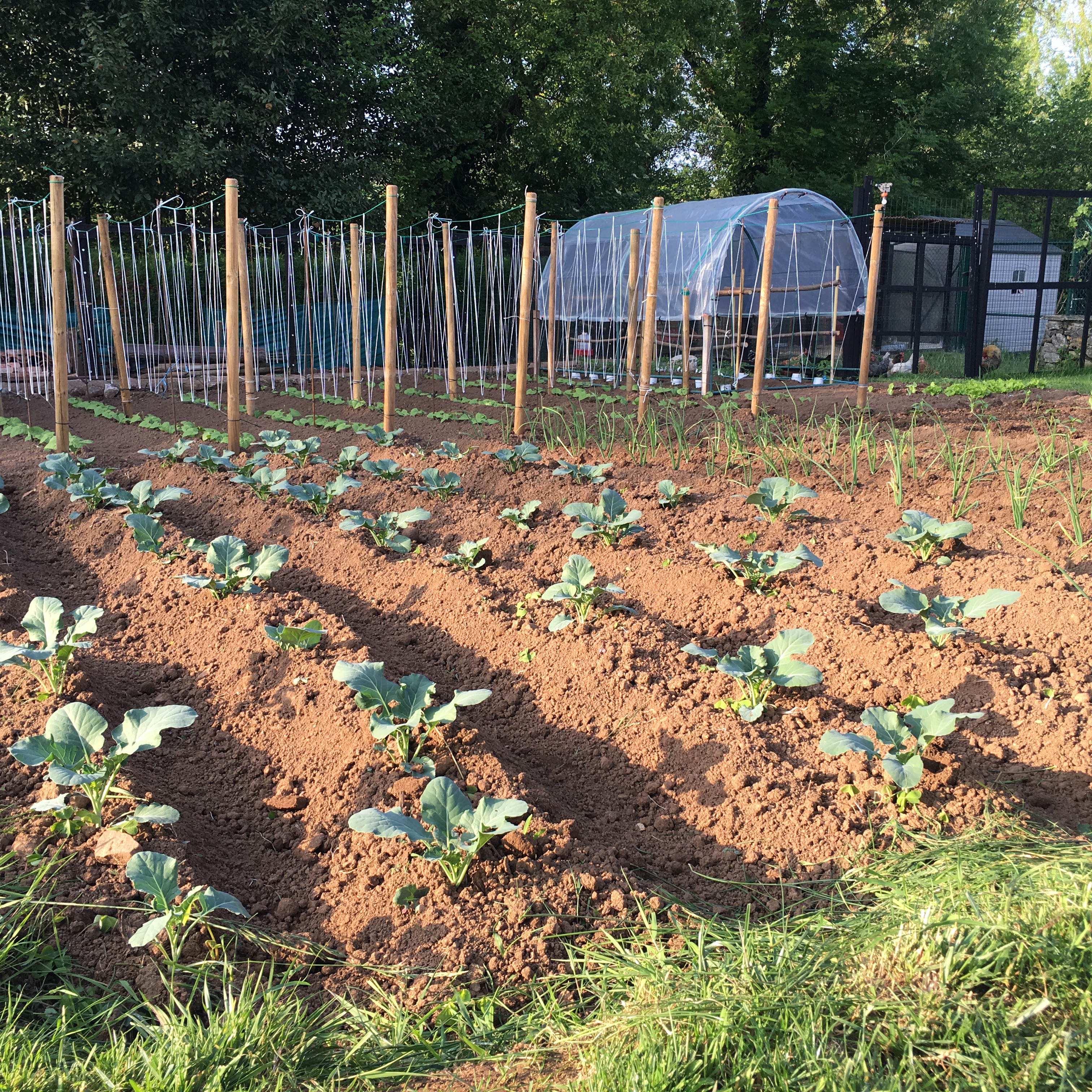 PLANTA TU HUERTO Y FERIA DE LA ALIMENTACIÓN