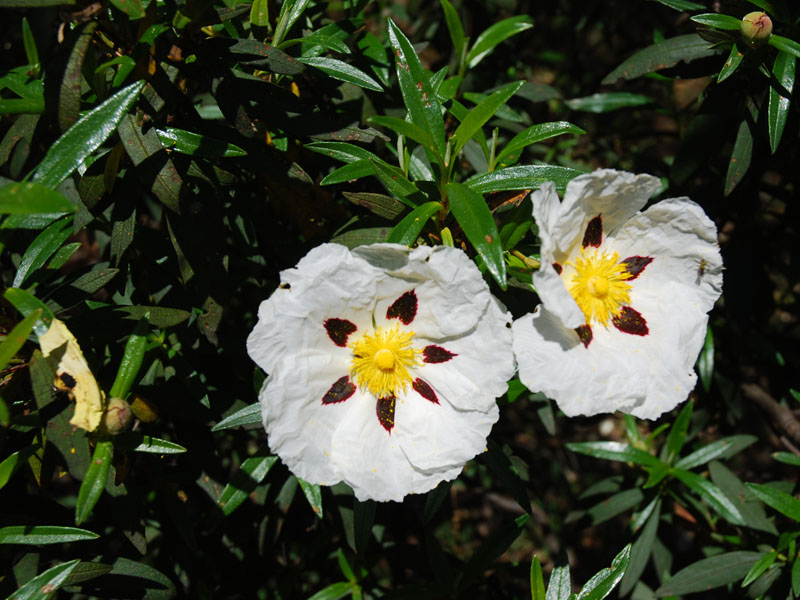 Deconstruyendo la materia