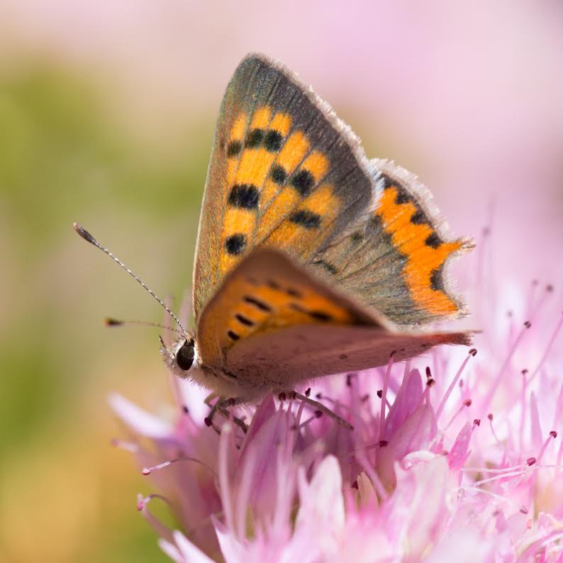 EL ALUMNO COMO PROFESOR ( Proyecto Flipped-Classroom)