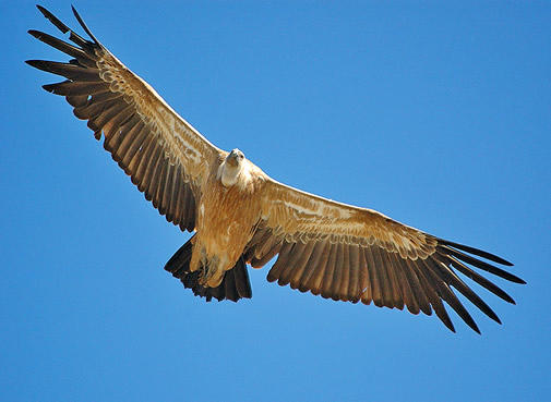 UDI El Parque Nacional de Monfragüe
