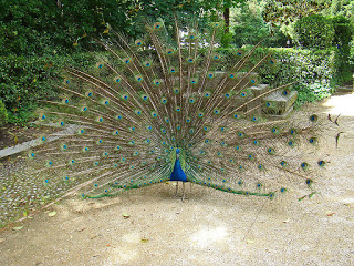 EDUCAR EN LA FASCINACIÓN, NO EN LA FRUSTRACIÓN