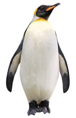 Proyecto Flipped Classroom: Excursión al Zoo