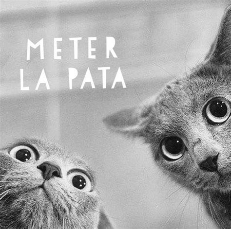 Primer Proyecto flipped