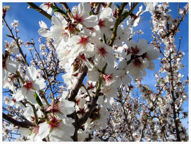 image Almendro en flor