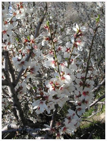 image Almendro en flor