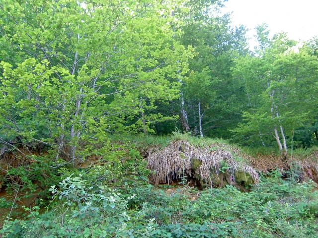 image Bosque en Pirineos