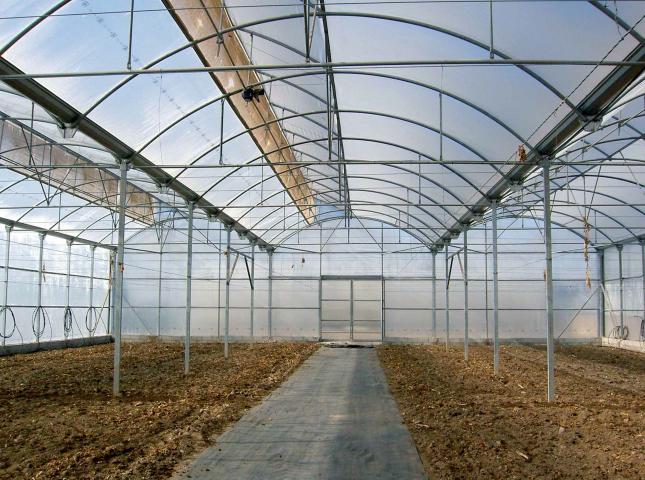 image Interior invernadero en El Ejido (Almería)