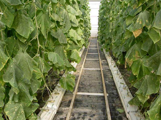 image Invernadero de El Ejido (Almería)