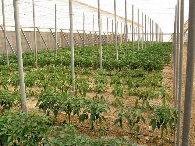 image Cultivos de invernadero en El Ejido (Almería)