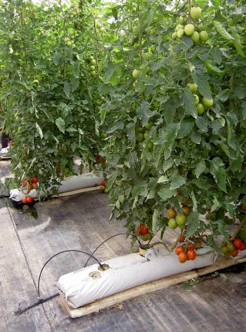 image Cultivo de tomates en el invernadero de El Ejido (Almería)