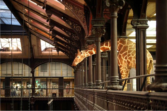 image Interior Museo Nacional de Historia Natural, París (Francia) 