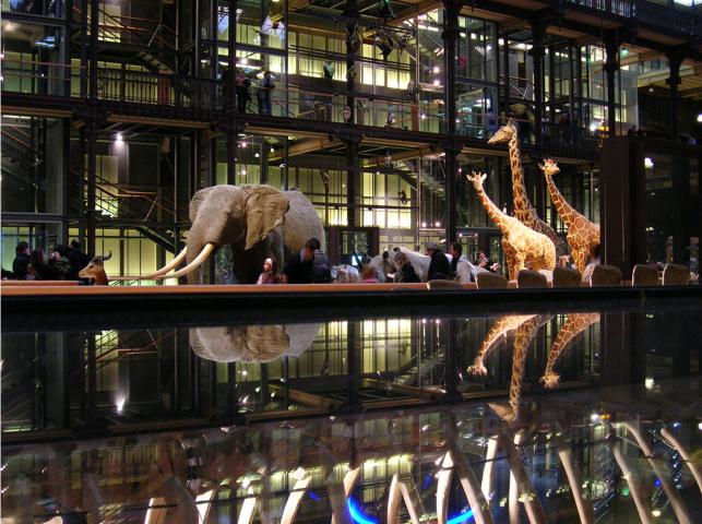 image Interior Museo Nacional de Historia Natural, París (Francia) 