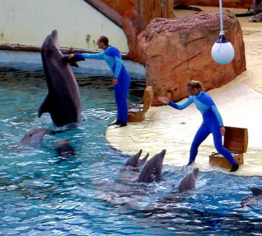 image Espectáculo con delfines en el Parc Astelix, Plailly (Francia)