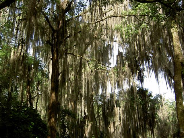 image Vegetación Parque Natural El Gallineral, San Gil (Colombia)