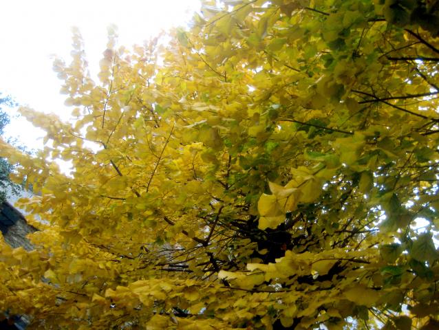 image Vegetación en Brujas (Bélgica)