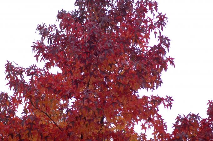 image Vegetación en Brujas (Bélgica)