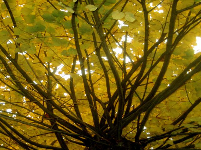 image Vegetación en Brujas (Bélgica)