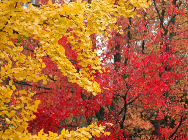image Vegetación en Brujas (Bélgica)