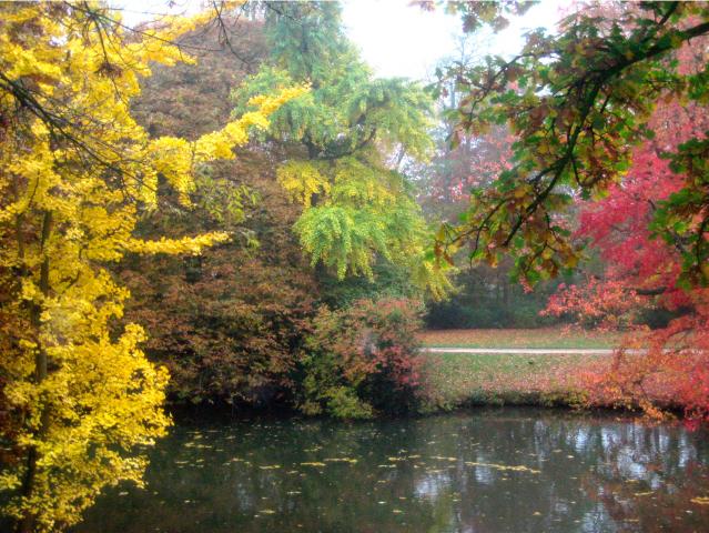 image Vegetación en Brujas (Bélgica)