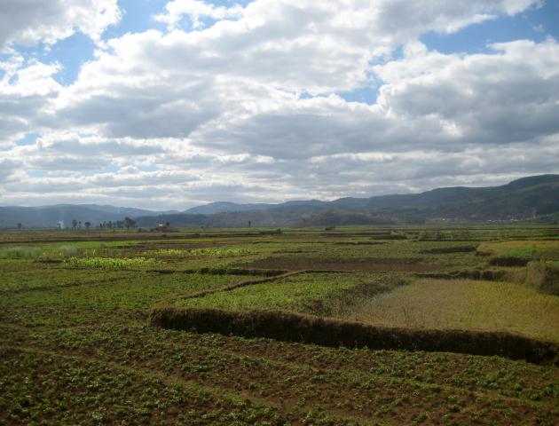 image Cultivos en Antananarivo (Madagascar)