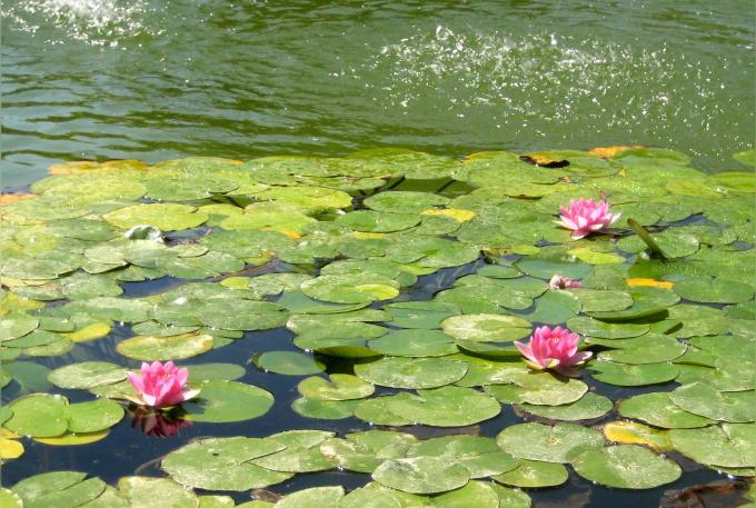 image Jardines del Alcázar de los Reyes Cristianos, Córdoba (España)