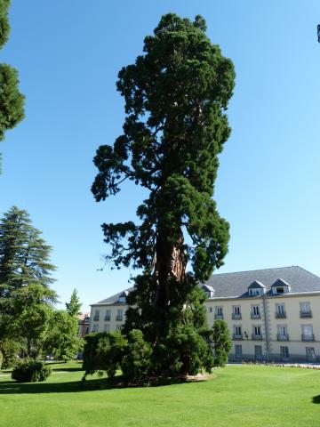 Árbol y Palacio Real de la Granja de San Ildefonso