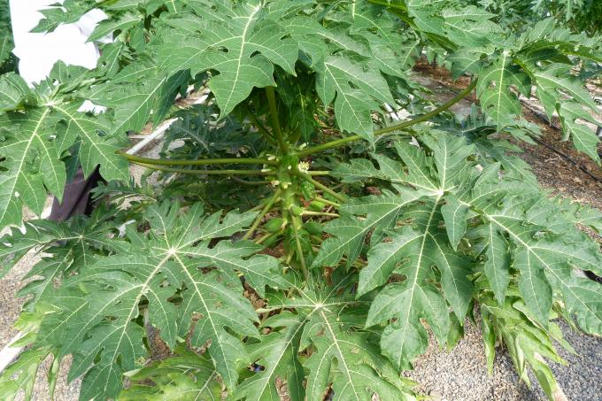 image Finca Las Palmerillas