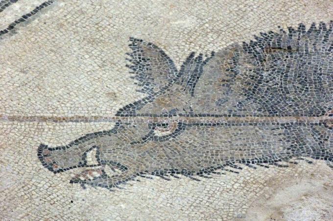 image Mosaico de Jabalí