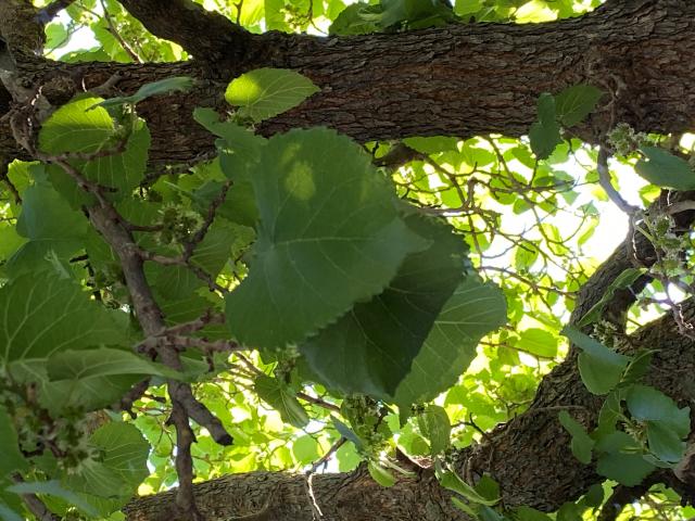 image hoja de morera