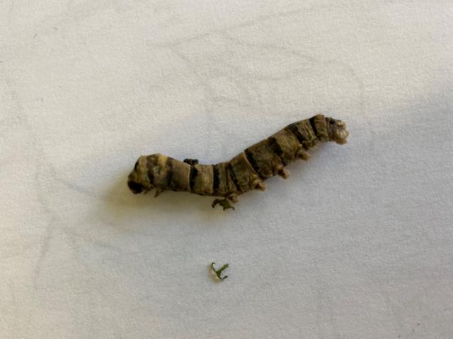 image muda de piel gusano de seda