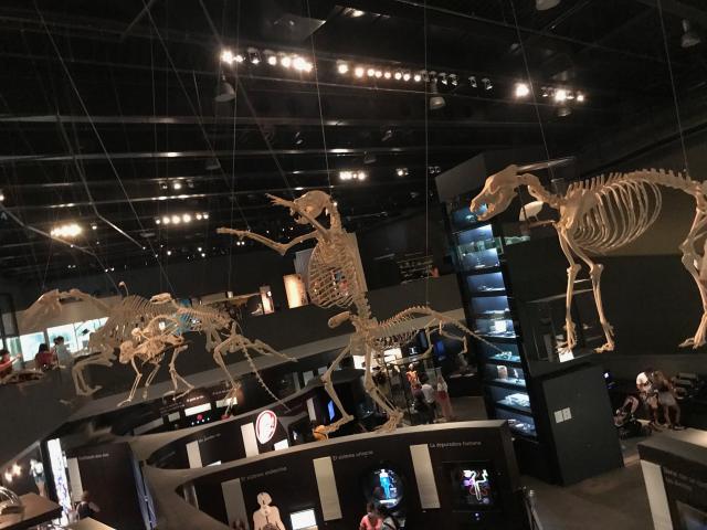 image Esqueletos de animales