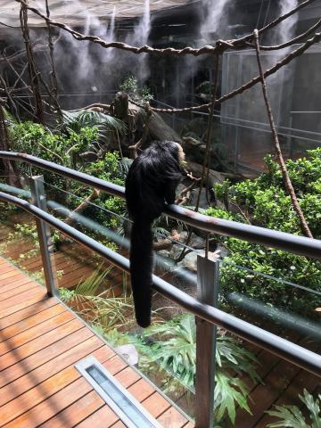 image  Tití de Goeldi 