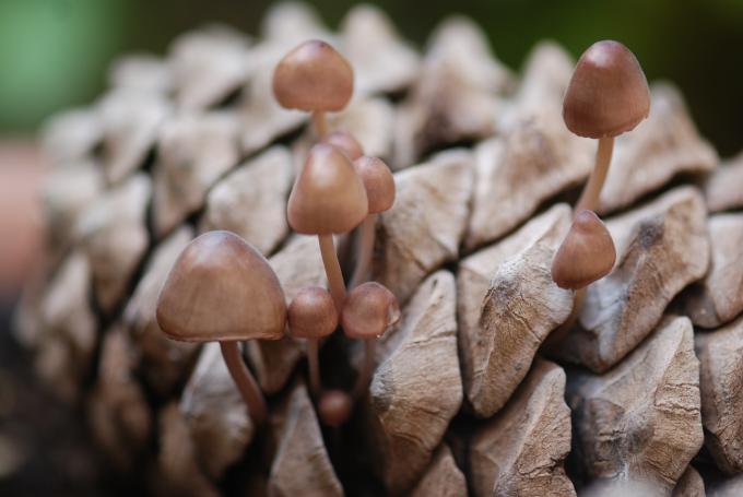 image Piña con setas