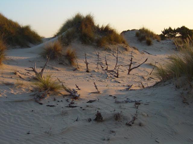 image Campo de cruces, Parque Nacional de Doñana, Huelva