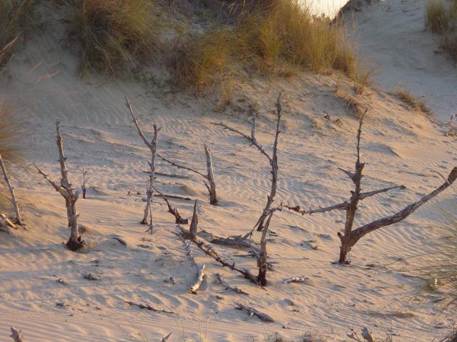 image Campo de cruces, Parque Nacional de Doñana, Huelva