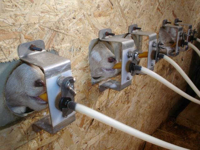 image Pezoneras para la lactación artificial de los lechazos