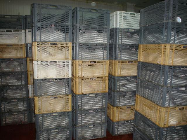 image Conejos en cajas antes del sacrificio en el matadero