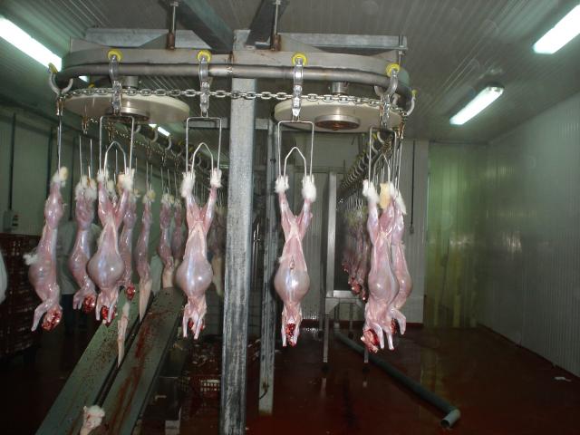 image Canales de conejo sin eviscerar en el matadero