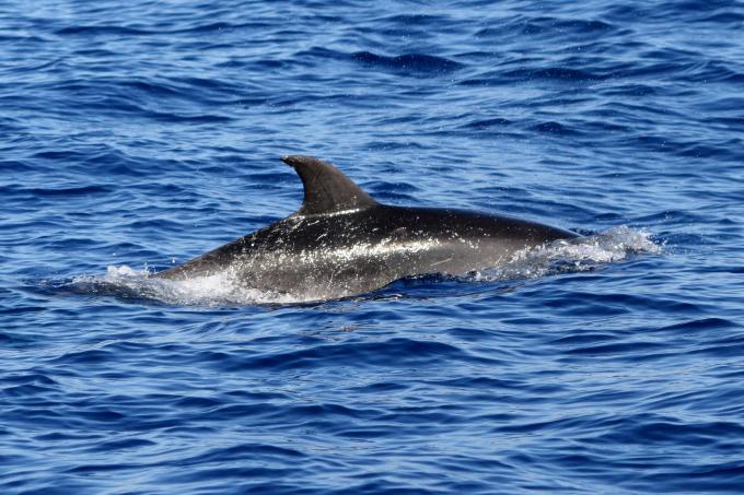 image Delfín en los alrededores de la Isla de Faial, Azores