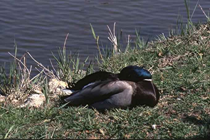 image Pato junto a la orilla de la laguna, Tablas de Daimiel, Ciudad Real