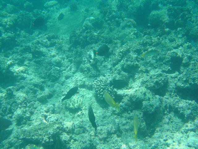 image Vida marina en la Gran Barrera de Coral, Agincourt Reef, Australia